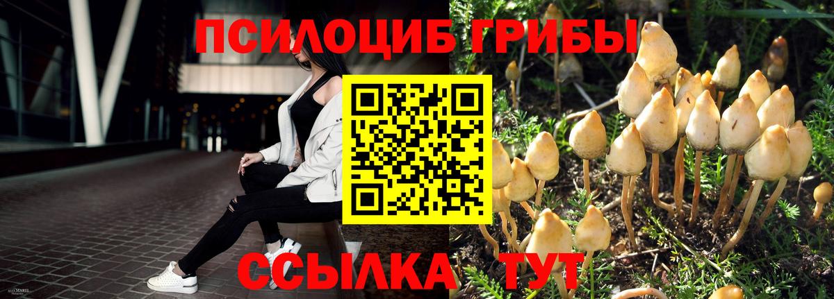 Галлюциногенные грибы GOLDEN TEACHER  купить   Зерноград  Вход с VPN 